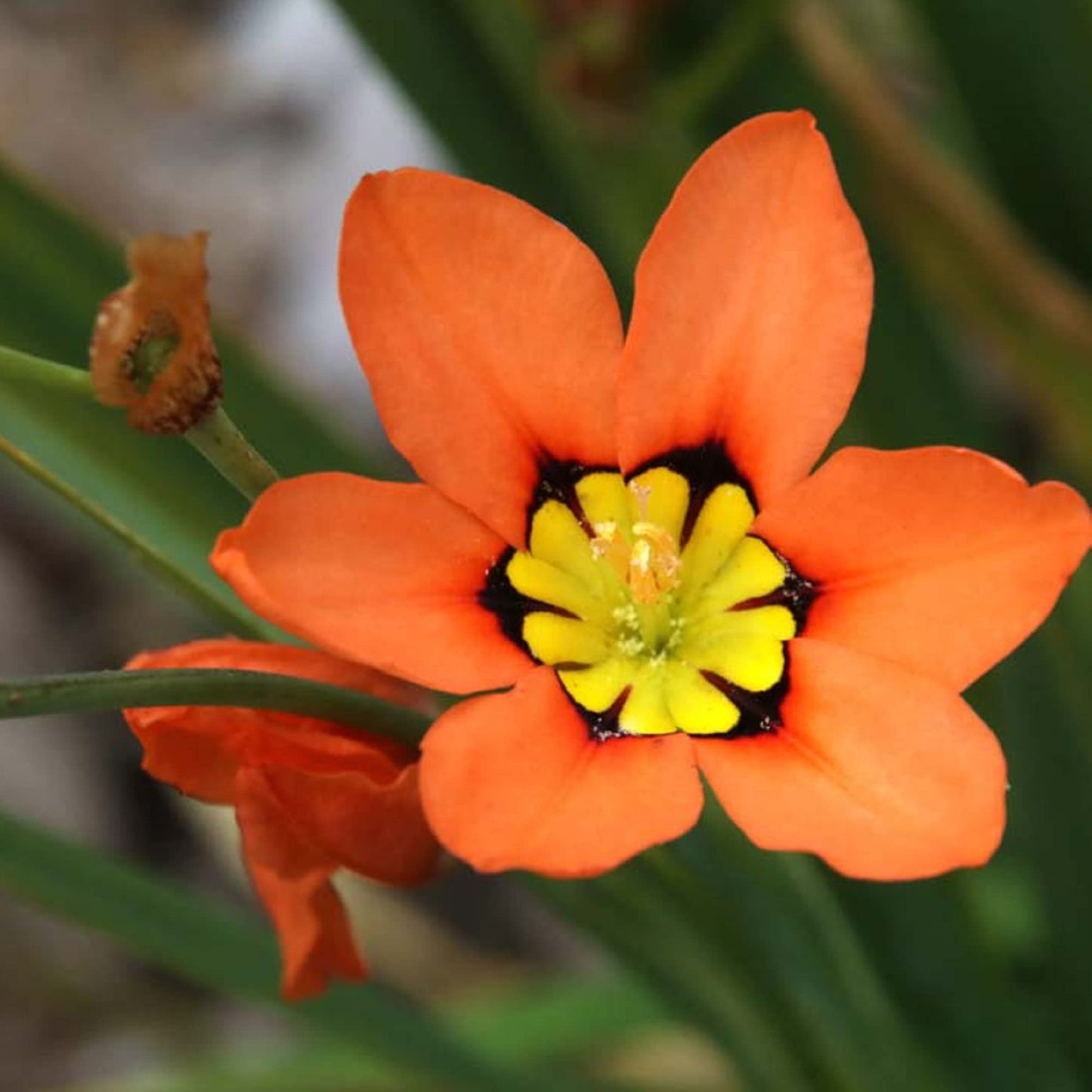 Orange And Black Sparaxis Flower Seeds For Easy Planting