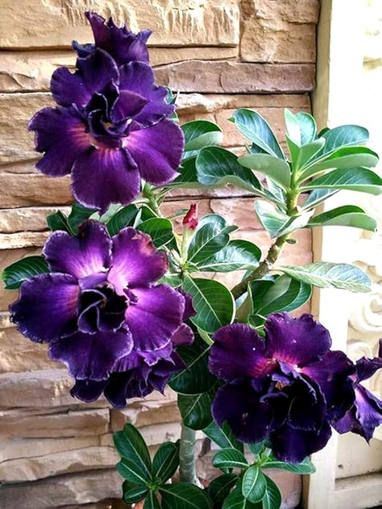 Adenium Obesum Flower seeds for Planting Low Maintenance Heirloom & GMO Free Seeds for Home Garden