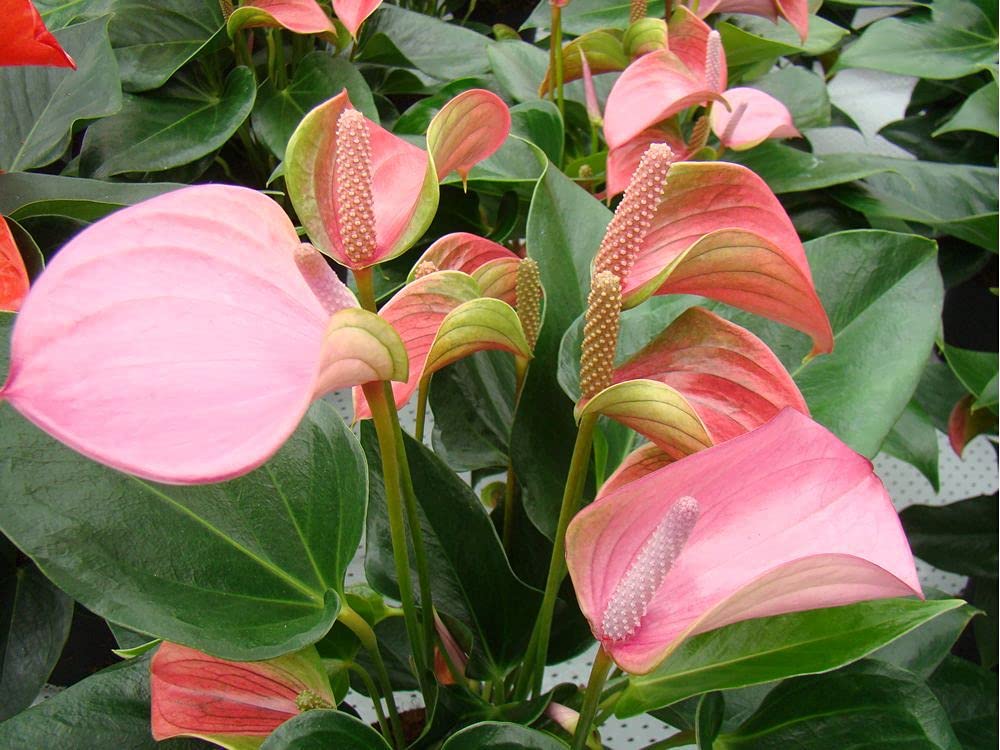 Anthurium Flower seeds for Planting Bright Blooms Heirloom & GMO Free Seeds for Home Garden