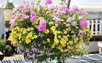 Pink Yellow Geranium Flower seeds for Planting - Colorful Display, Heirloom & GMO Free Seeds for Home Garden
Sale seeds for home garden