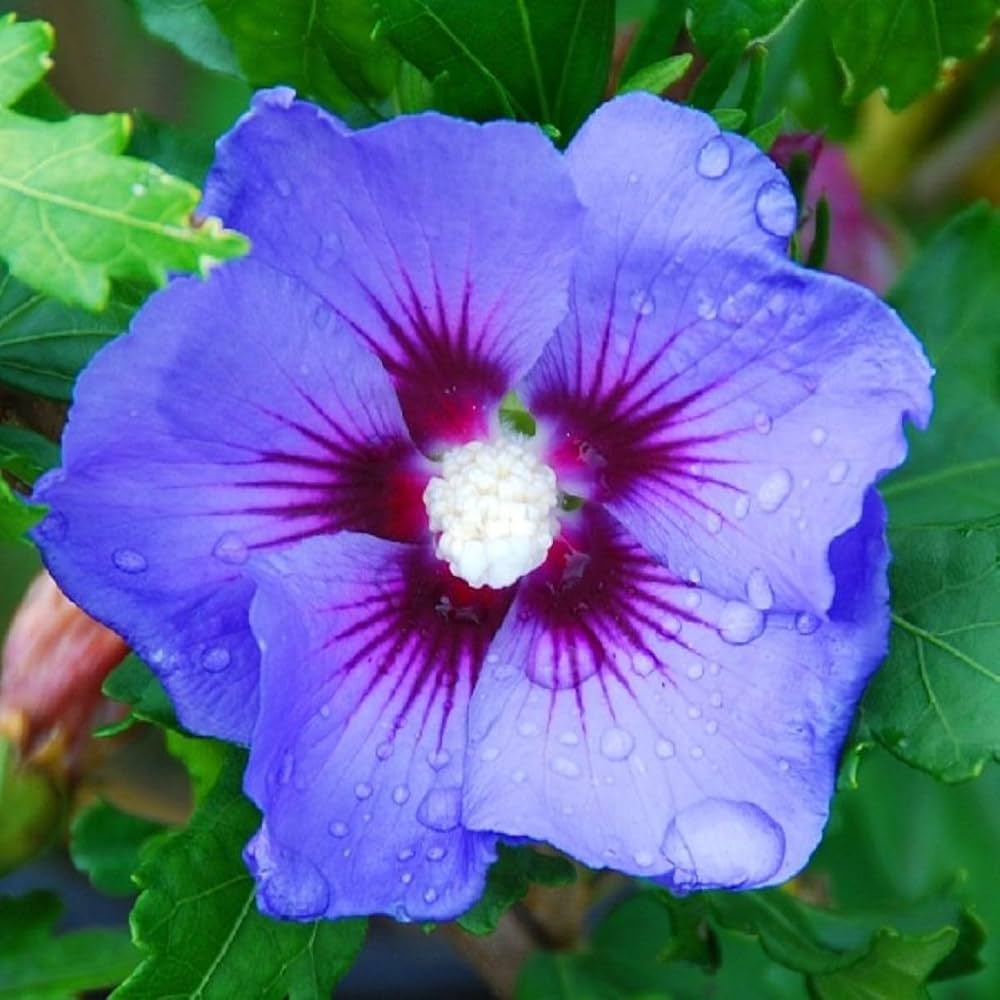 Hibiscus Syriacus Flower seeds for Planting Drought Tolerant Heirloom & GMO Free Seeds for Home Garden