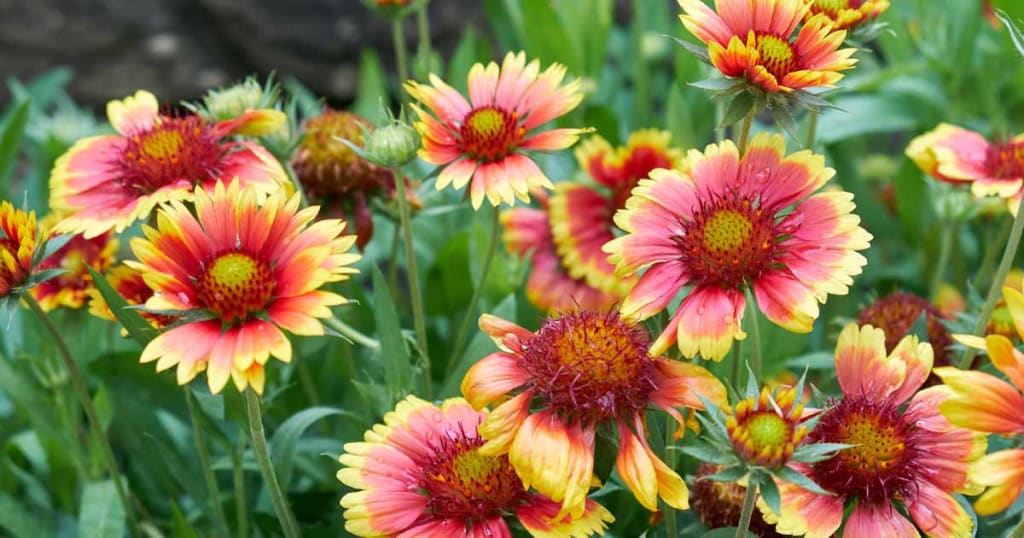 Indian Blanket Flower seeds for Planting Garden Favorite Heirloom & GMO Free Seeds for Home Garden