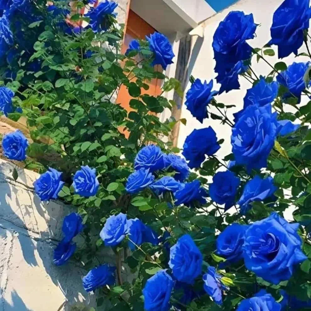 Blue Climbing Rose Flower seeds for Planting Bright Blooms Heirloom & GMO Free Seeds for Home Garden