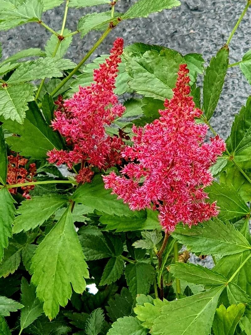 Astilbe Arendsii Flower seeds for Planting Pollinator Friendly Heirloom & GMO Free Seeds for Home Garden