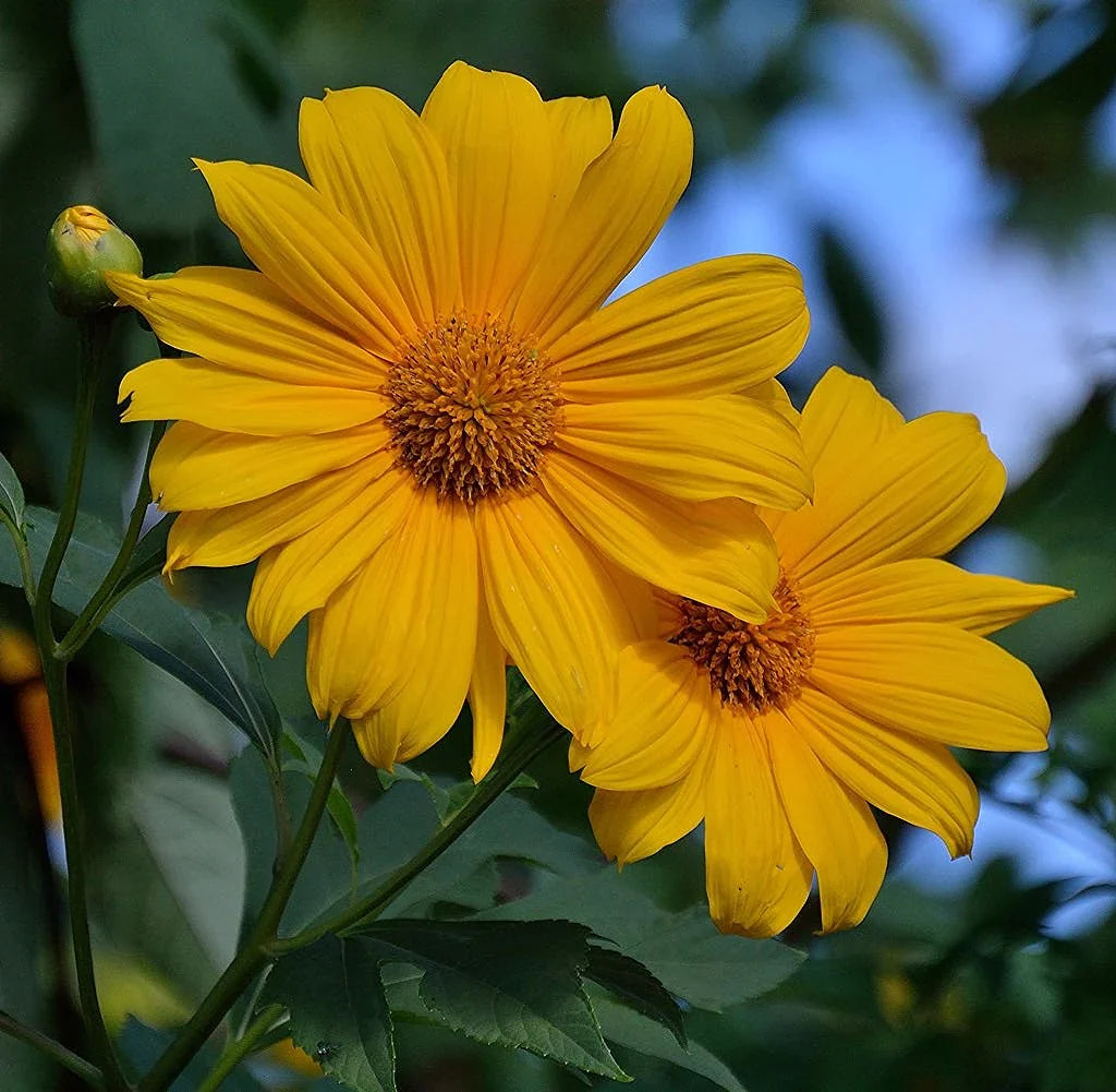 Tithonia Diversifolia SunFlower seeds for Planting Shade Tolerant Heirloom & GMO Free Seeds for Home Garden