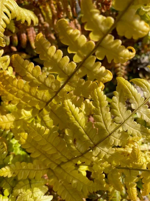 Fern Yellow Seeds - Ideal For Shaded Garden Planting