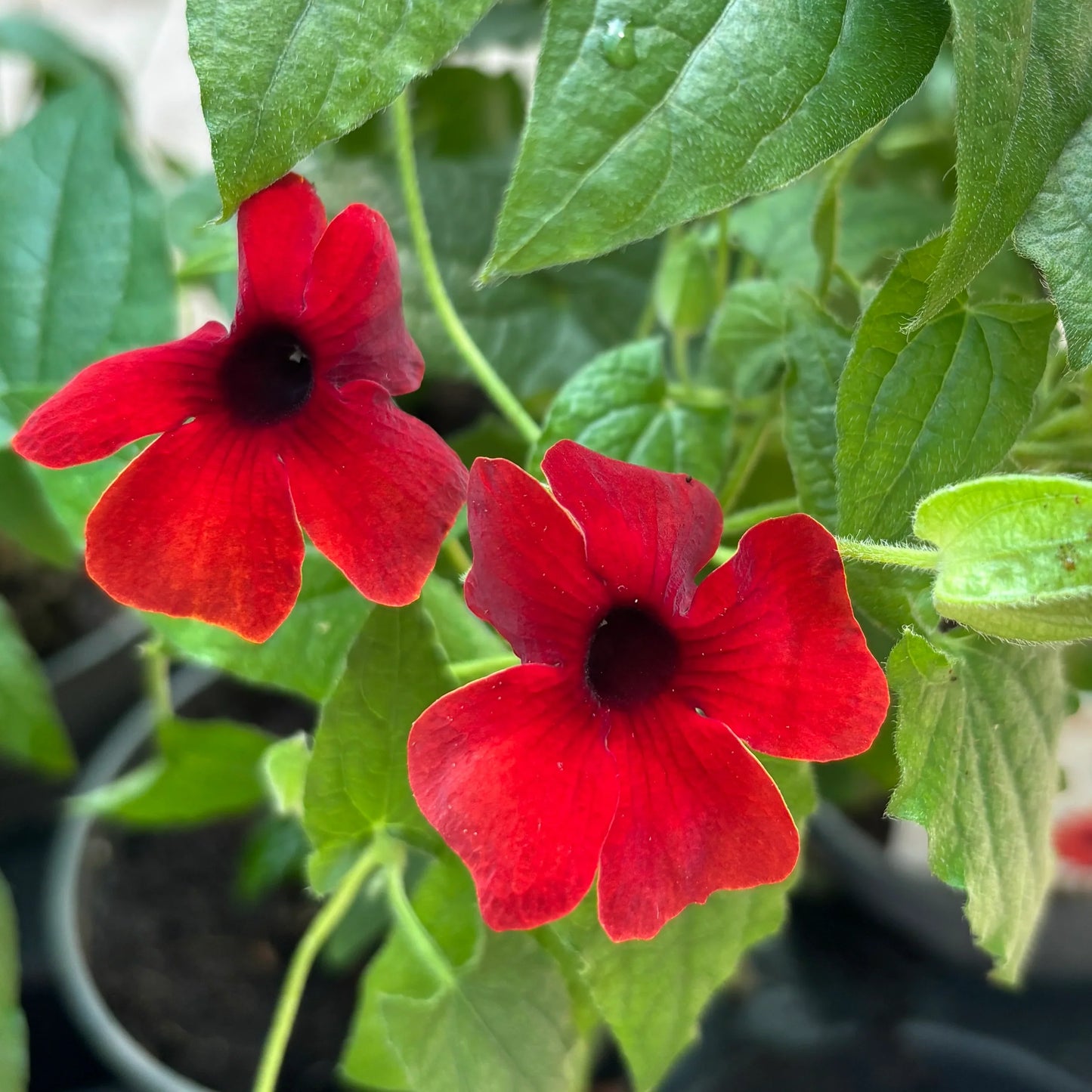 Thunbergia Alata Flower seeds for Planting Premium Quality Heirloom & GMO Free Seeds for Home Garden