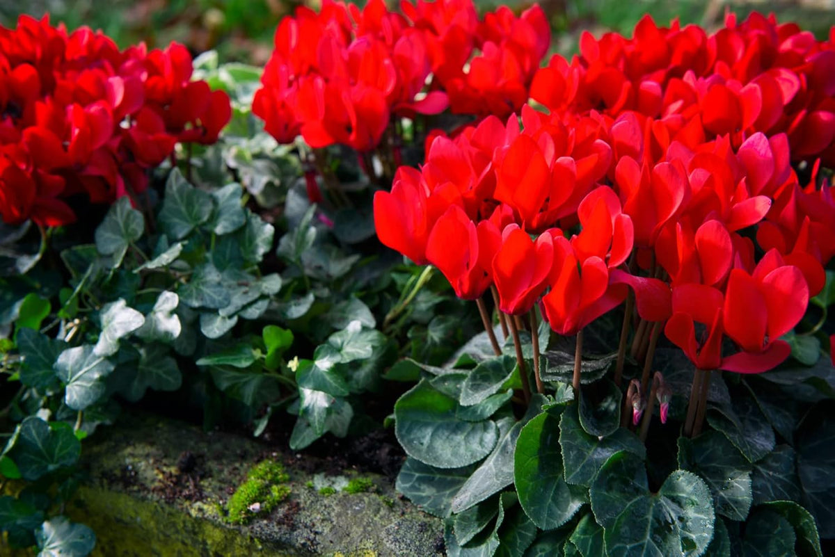 Red Cyclamen Flower seeds for Planting - Colorful Display, Heirloom & GMO Free Seeds for Home Garden
Sale seeds for home garden