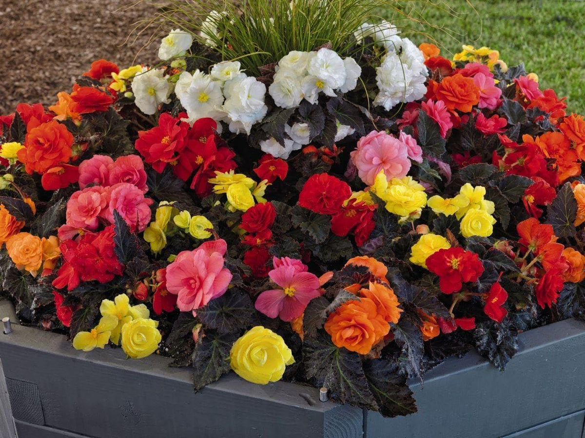 Mixed Begonia Flower seeds for Planting - Drought Tolerant, Heirloom & GMO Free Seeds for Home Garden
Sale seeds for home garden