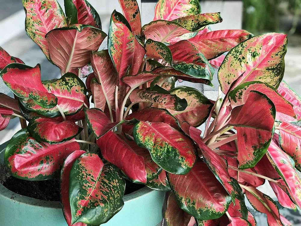 Red Aglaonema Flower seeds for Planting - Wildflower Mix, Heirloom & GMO Free Seeds for Home Garden
Sale seeds for home garden