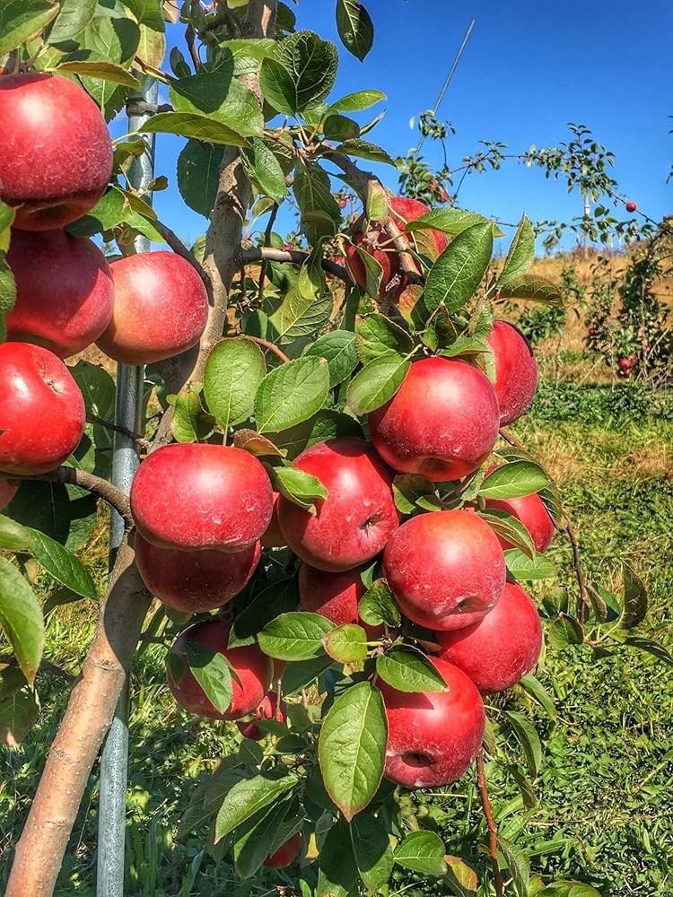 Mixed Apple Fruit Seeds for Planting - Grow Your Own Apple Trees - Evergrowseeds
