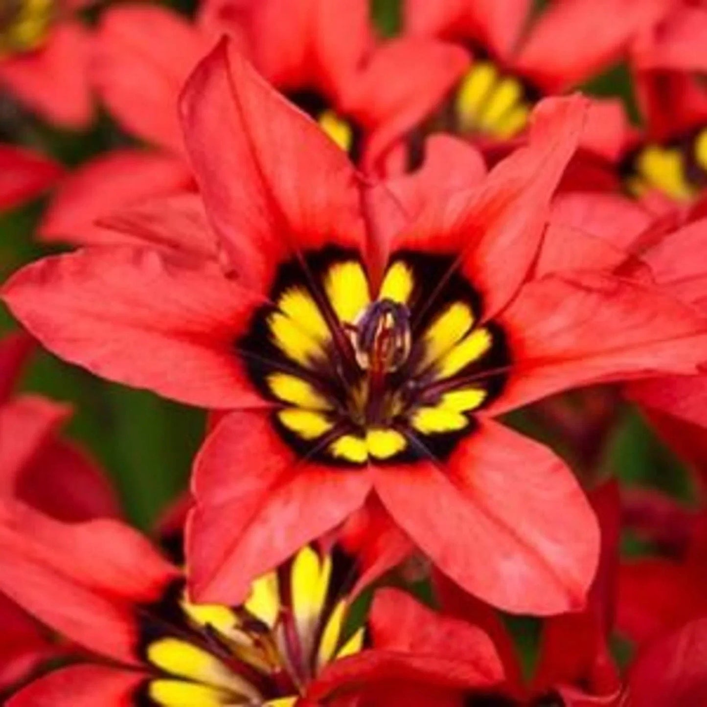 Harlequin Flower seeds for Planting Shade Tolerant Heirloom & GMO Free Seeds for Home Garden