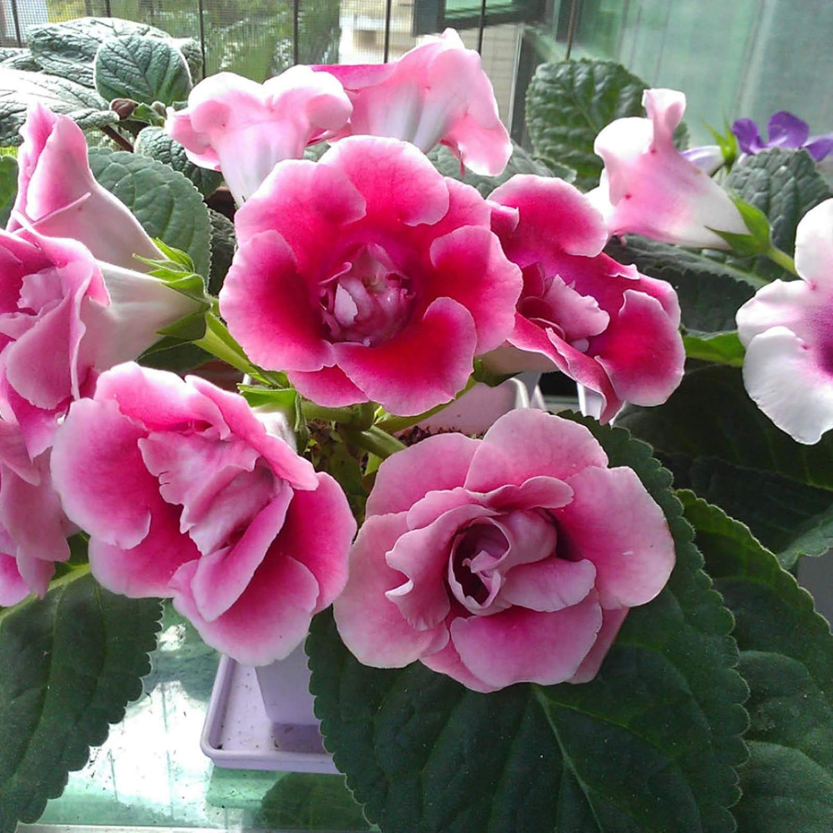 Pink White Gloxinia Flower seeds for Planting - Vibrant Colors, Heirloom & GMO Free Seeds for Home Garden