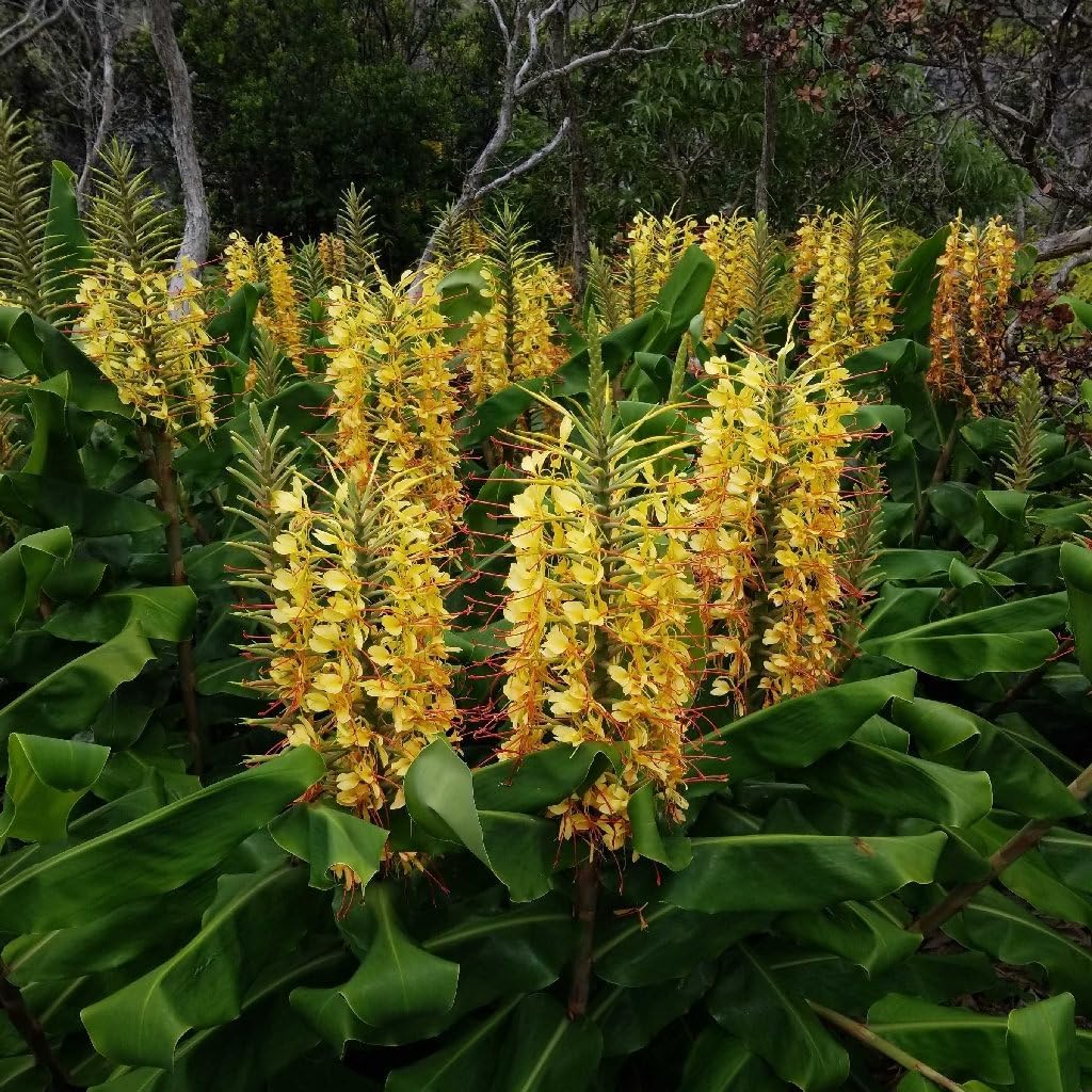 Hedychium Gardnerianum Flower seeds for Planting Cottage Garden Essential Heirloom & GMO Free Seeds for Home Garden
