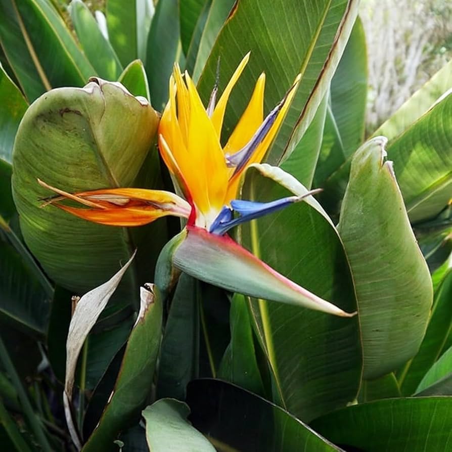 Yellow Strelitzia Reginae Flower seeds for Planting Pollinator Friendly Heirloom & GMO Free Seeds for Home Garden