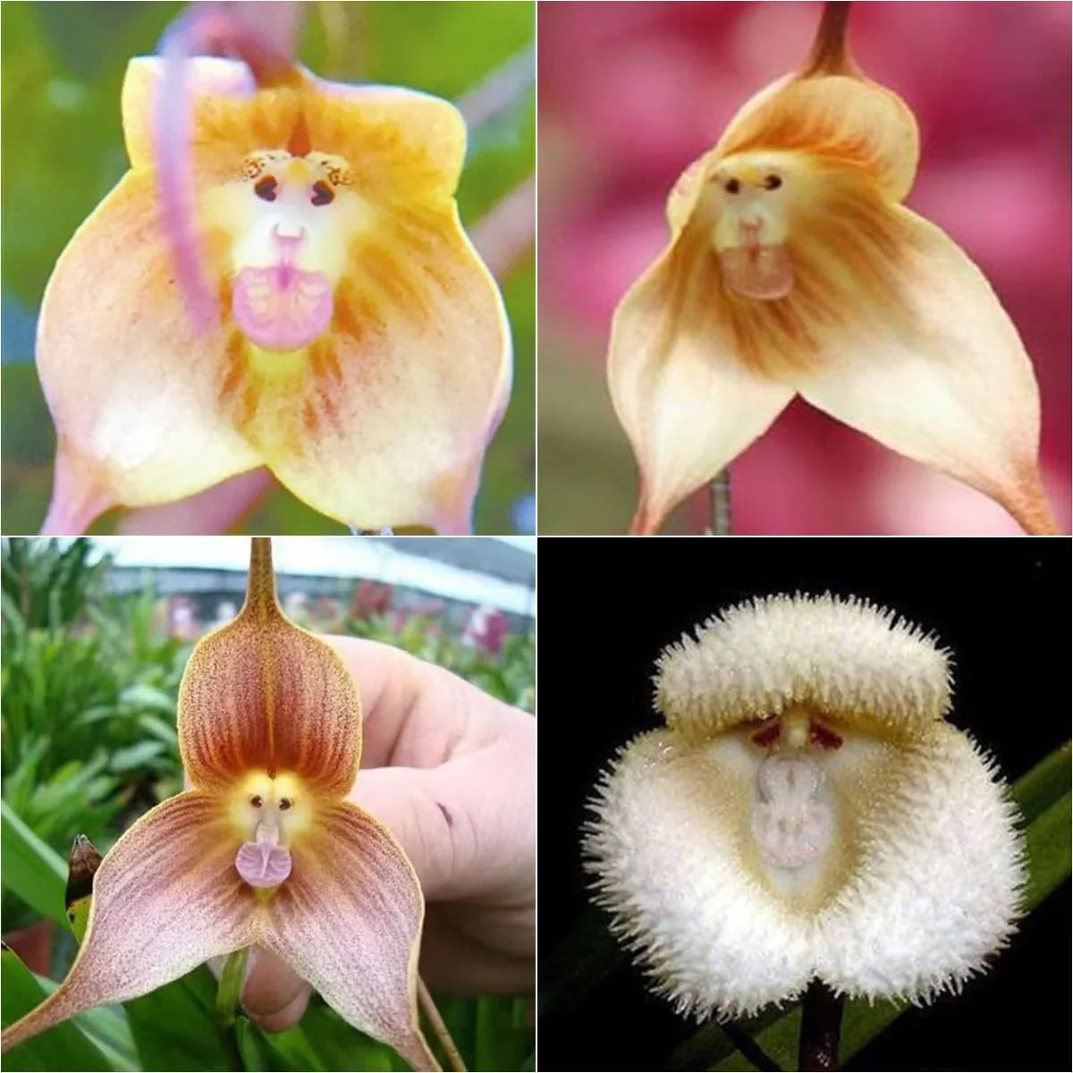 Monkey Orchids Flower seeds for Planting Pollinator Friendly Heirloom & GMO Free Seeds for Home Garden