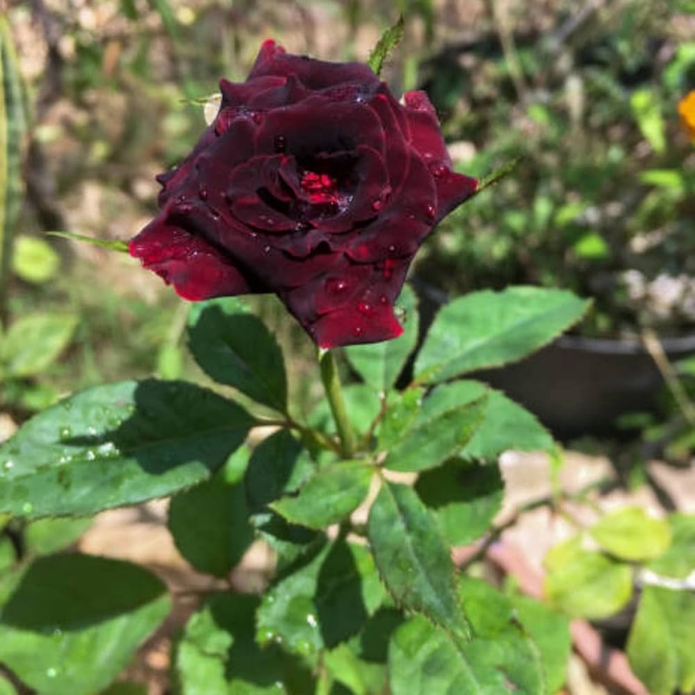 Rare Black Grafted Red Climbing Rose Flower seeds for Planting - Compact Growth, Heirloom & GMO Free Seeds for Home Garden