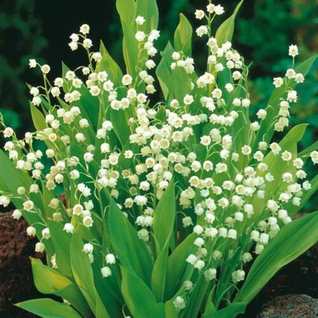 Heirloom Bell Orchid Flower seeds for Planting Fragrant Blossoms Heirloom & GMO Free Seeds for Home Garden