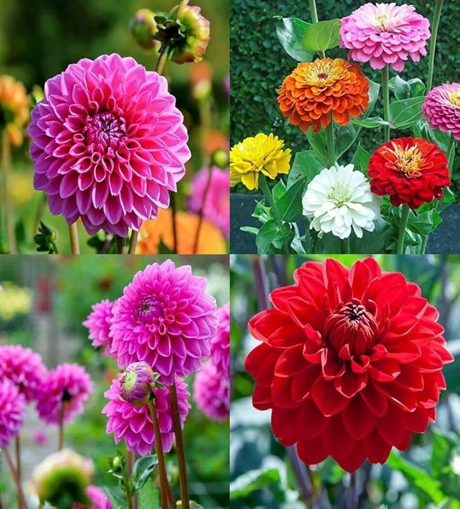 Giant Flower seeds for Planting Compact Growth Heirloom & GMO Free Seeds for Home Garden