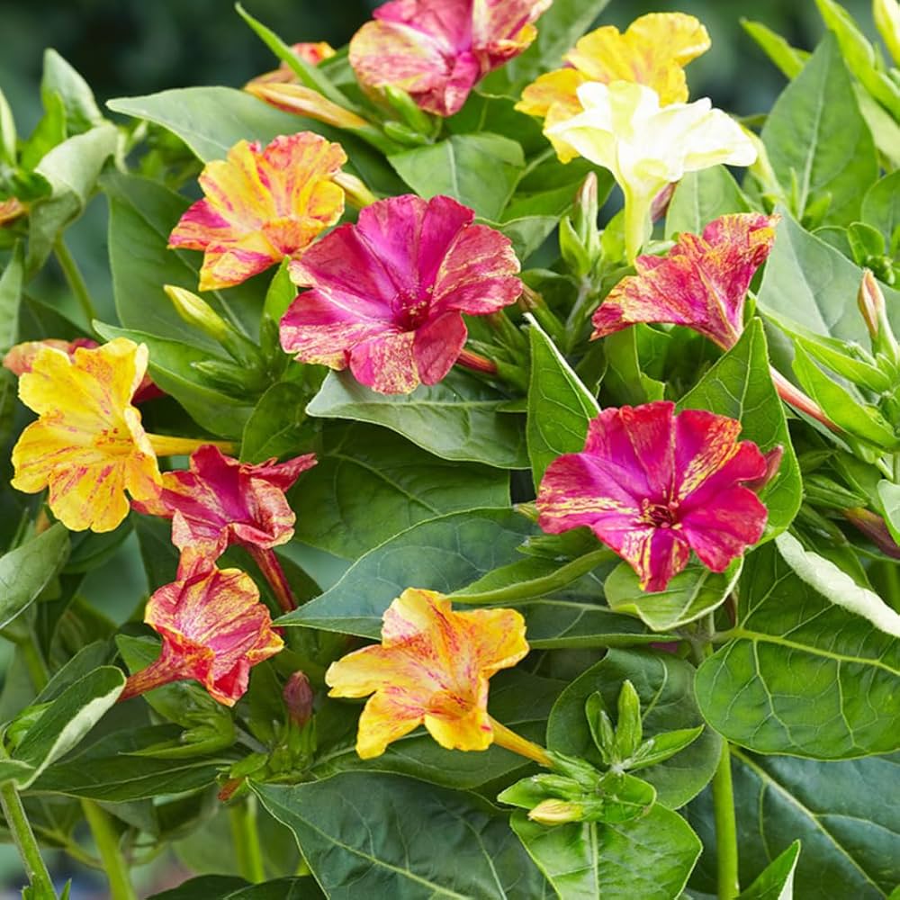 Mirabilis Flower seeds for Planting Compact Growth Heirloom & GMO Free Seeds for Home Garden