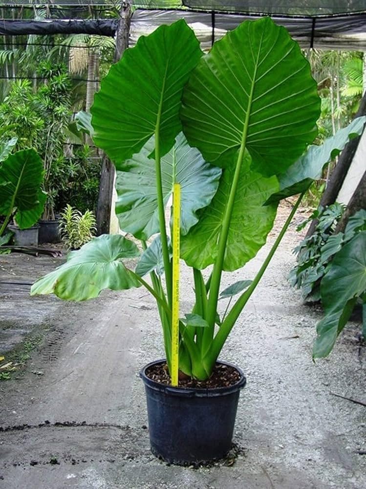 Alocasia Heirloom Non GMO Planting Flower seeds for Planting Shade Tolerant Heirloom & GMO Free Seeds for Home Garden