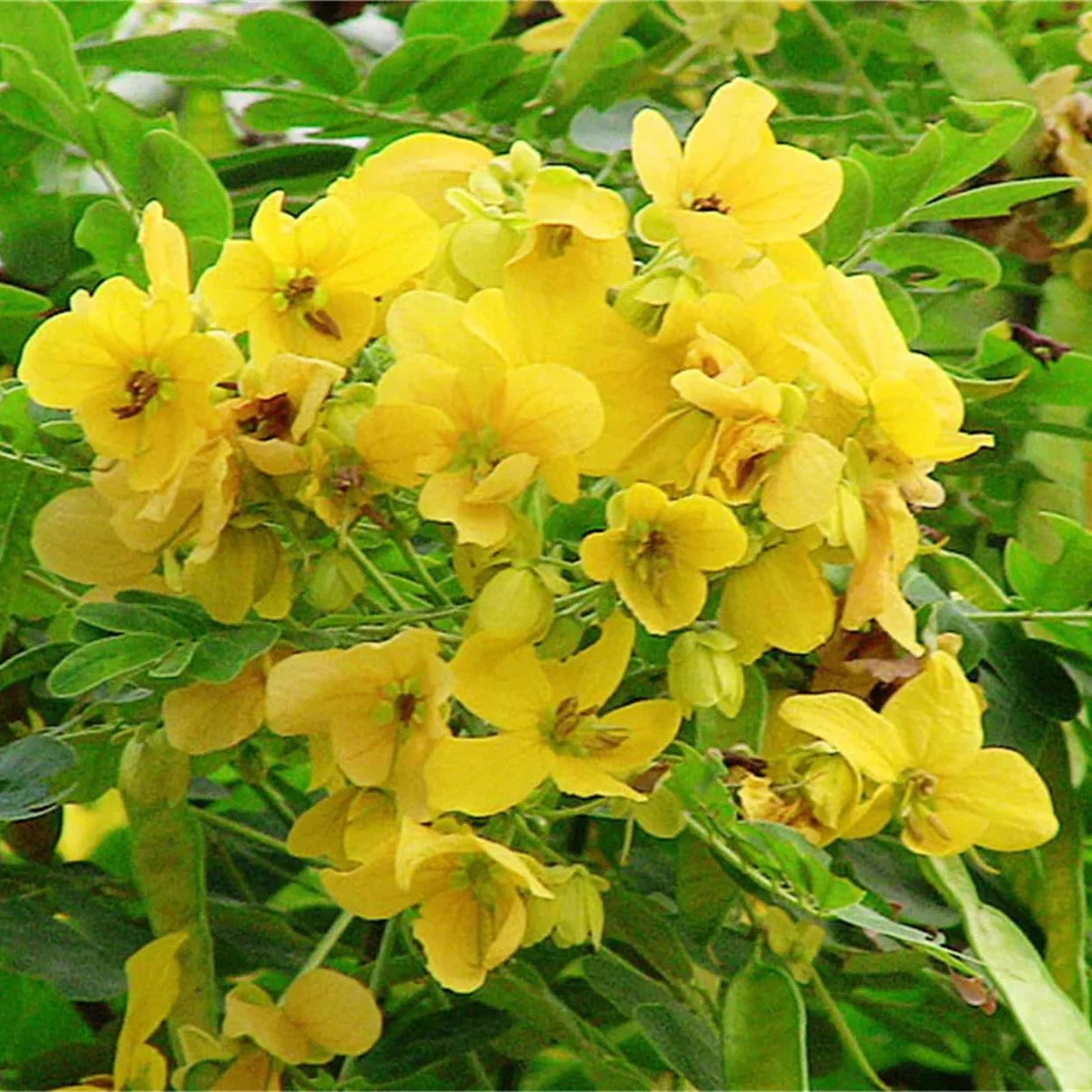 Heirloom Cassia Flower seeds for Planting Shade Tolerant Heirloom & GMO Free Seeds for Home Garden