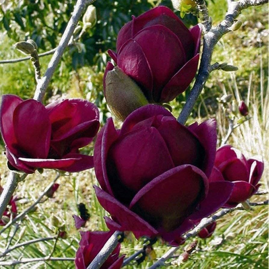 Yulan Magnolia Tulip Flower seeds for Planting - Pollinator Friendly, Heirloom & GMO Free Seeds for Home Garden