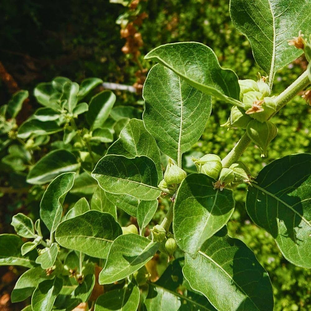 Ashwagandha Flower seeds for Planting Wildflower Mix Heirloom & GMO Free Seeds for Home Garden