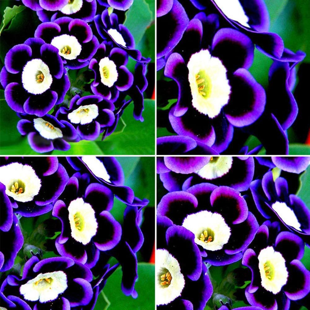 Blue Phantom Petunia Seeds – Heirloom Non-GMO Long Bloom Flowers for Home Garden Planting