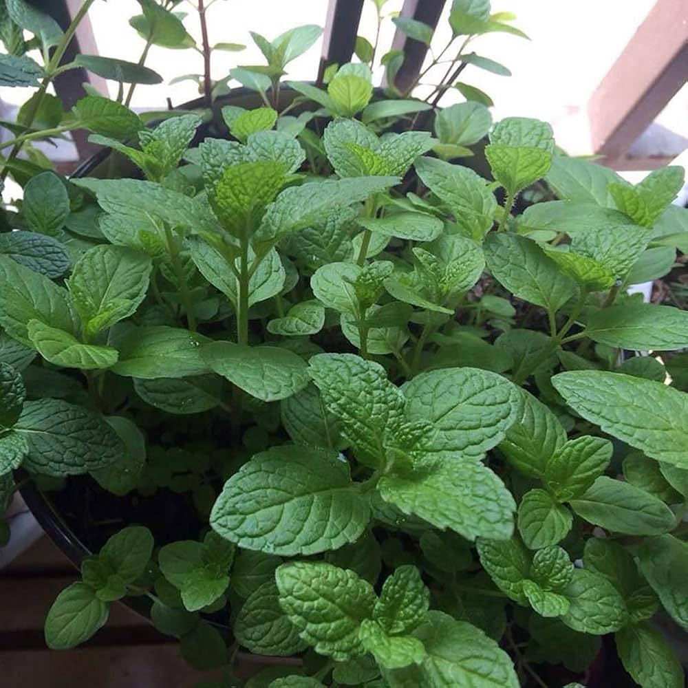 Common Mint Seeds (Mentha spicata)