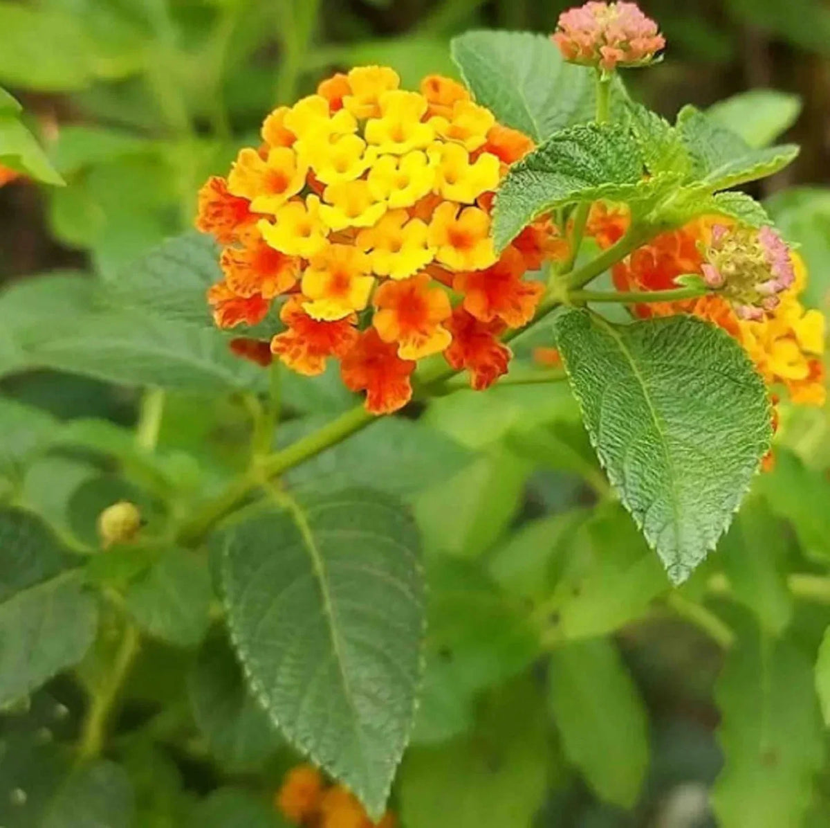 Lantana Flower seeds for Planting Pollinator Friendly Heirloom & GMO Free Seeds for Home Garden