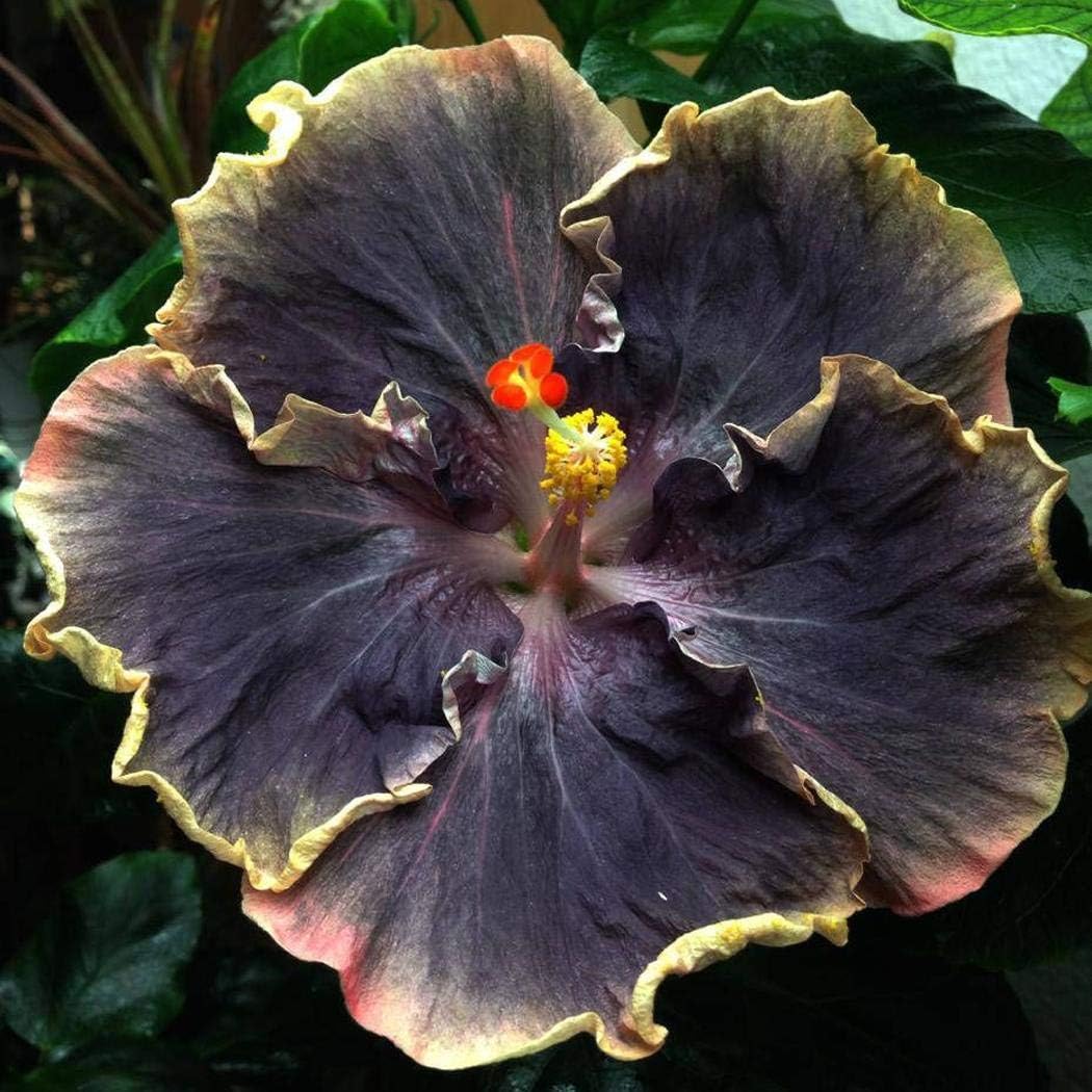 Red Black Hibiscus Seeds For Exotic Garden Flowers - Ideal Indoor And Outdoor Planting Flower