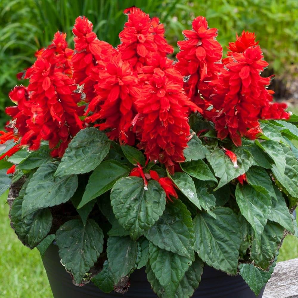 Scarlet Sage Flower seeds for Planting, Wildflower Mix Heirloom & GMO Free Seeds for Home Garden