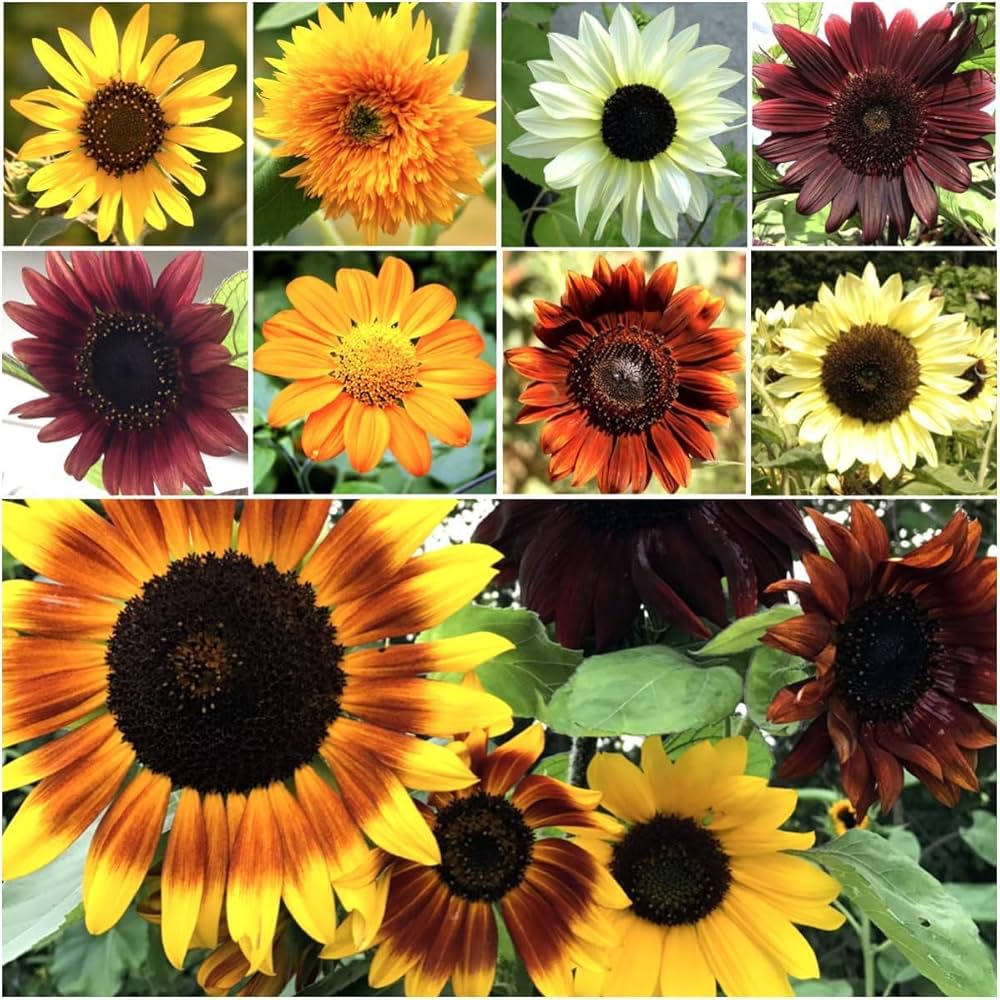 Sunflower Bonsai Flower seeds for Planting Compact Growth Heirloom & GMO Free Seeds for Home Garden