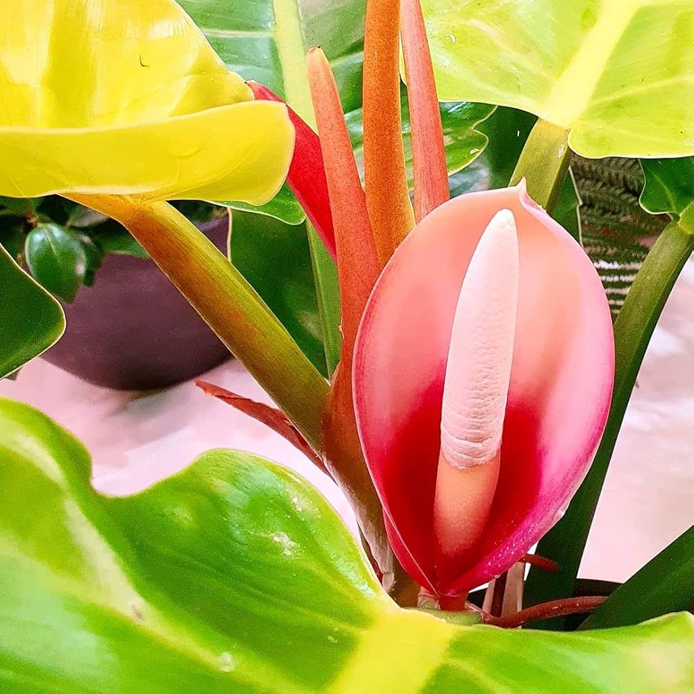 Philodendron Flower seeds for Planting Long Bloom Season Heirloom & GMO Free SeeDS for Home Garden