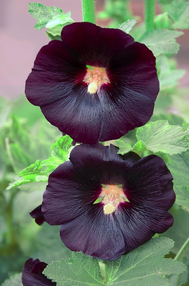 Heirloom Hollyhock Flower seeds for Planting Easy to Grow Heirloom & GMO Free Seeds for Home Garden