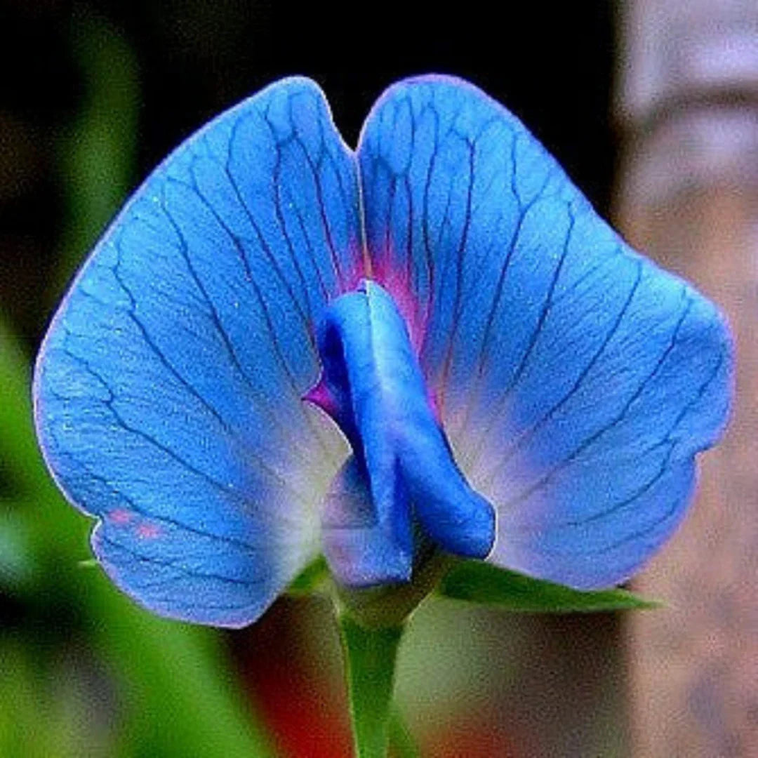 Light Blue Sweet Pea Flower seeds for Planting Compact Growth Heirloom & GMO Free Seeds for Home Garden