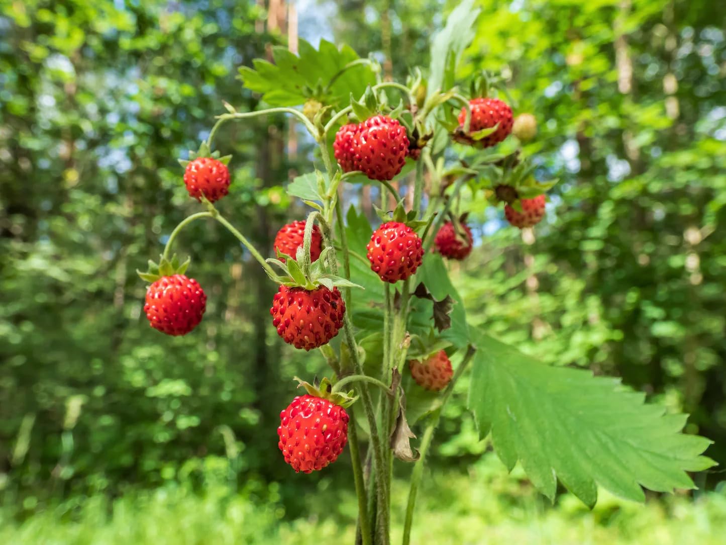 California Woodland Strawberry (Fragaria Vesca Bracteata) Native Strawberry Seeds