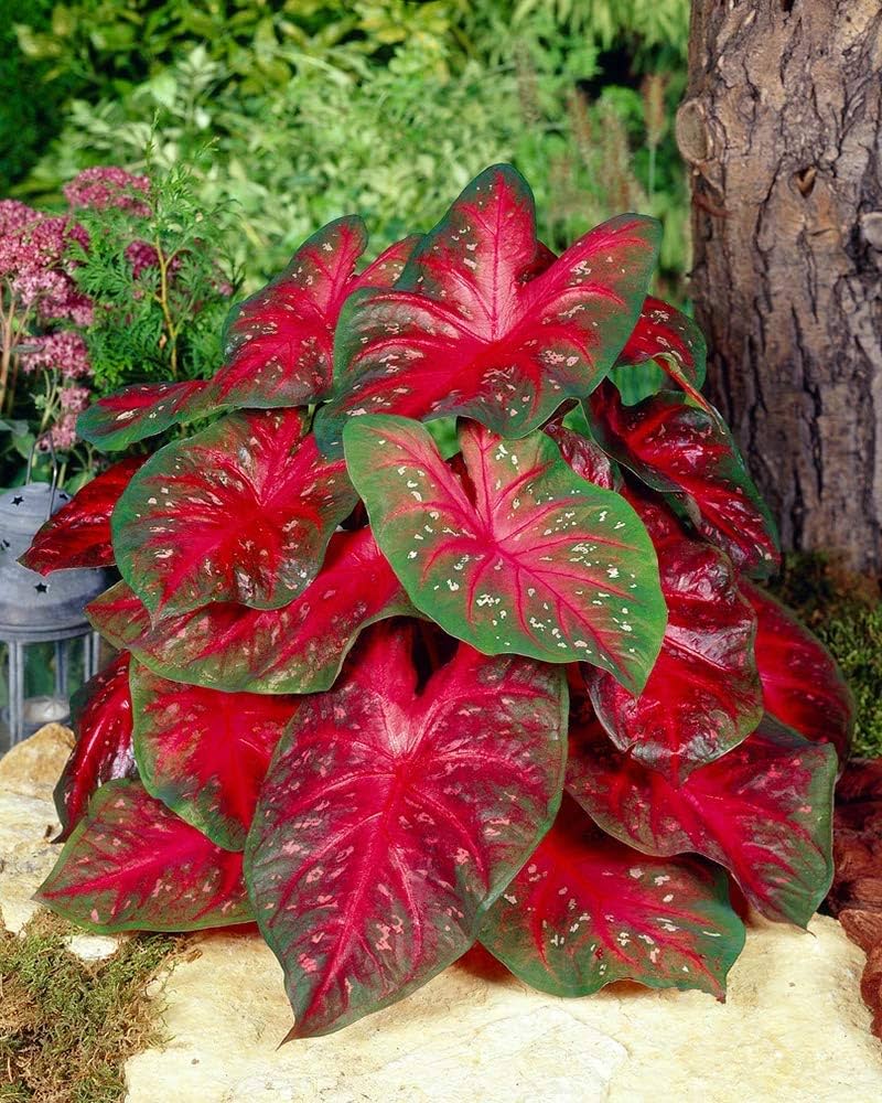 Caladium Flower seeds for Planting Vibrant Colors Heirloom & GMO Free Seeds for Home Garden