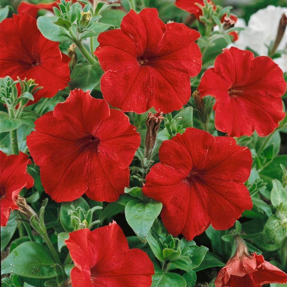 Scarlet Red Petunia Flower seeds for Planting - Vibrant Colors, Heirloom & GMO Free Seeds for Home Garden