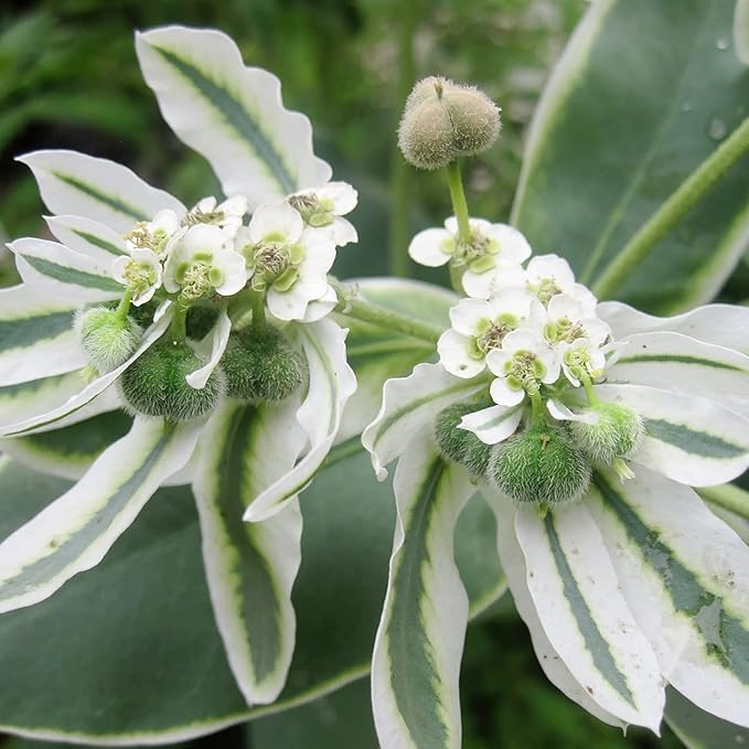 Heirloom Marginata Flower seeds for Planting Bright Blooms Heirloom & GMO Free Seeds for Home Garden