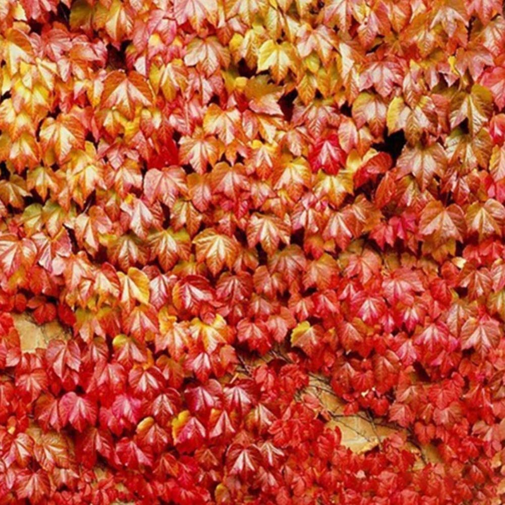 Parthenocissus Tricuspidata Seeds Flower seeds for Planting Compact Growth Heirloom & GMO Free Seeds for Home Garden
Sale