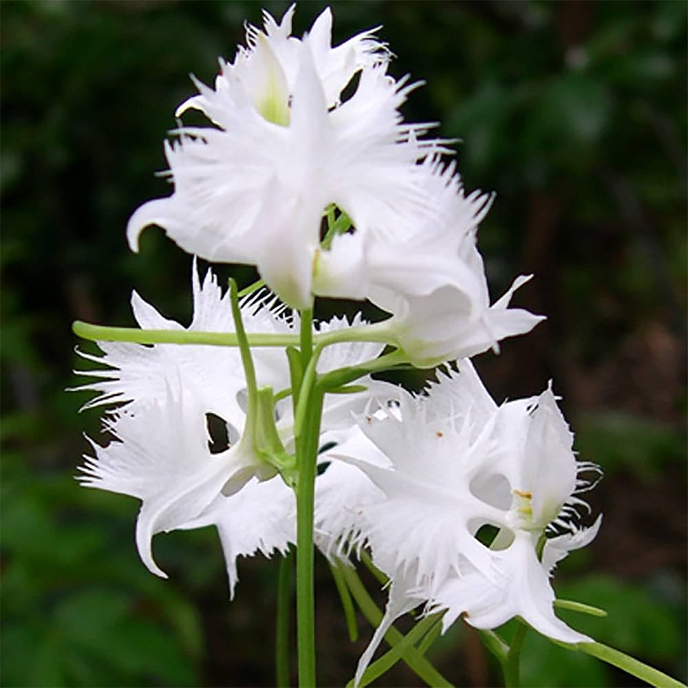 White Egret Orchid Flower seeds for Planting - Vibrant Colors, Heirloom & GMO Free Seeds for Home Garden