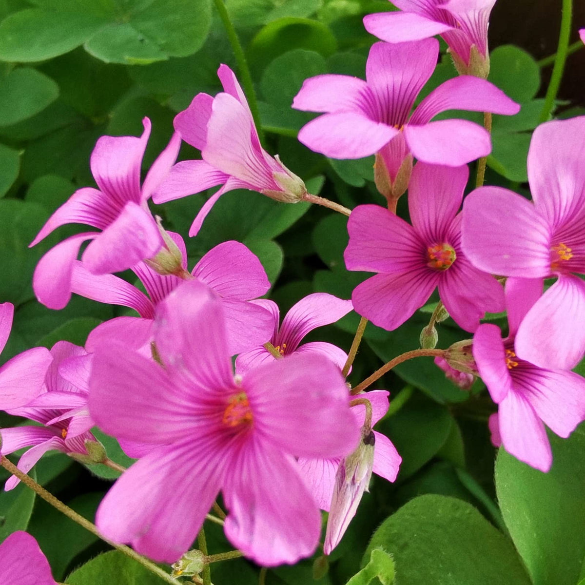 Oxalis Flower seeds for Planting Compact Growth Heirloom & GMO Free Seeds for Home Garden