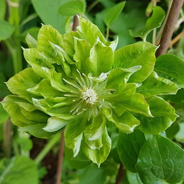 Green Clematis Flower seeds for Planting Vibrant Colors Heirloom & GMO Free Seeds for Home Garden