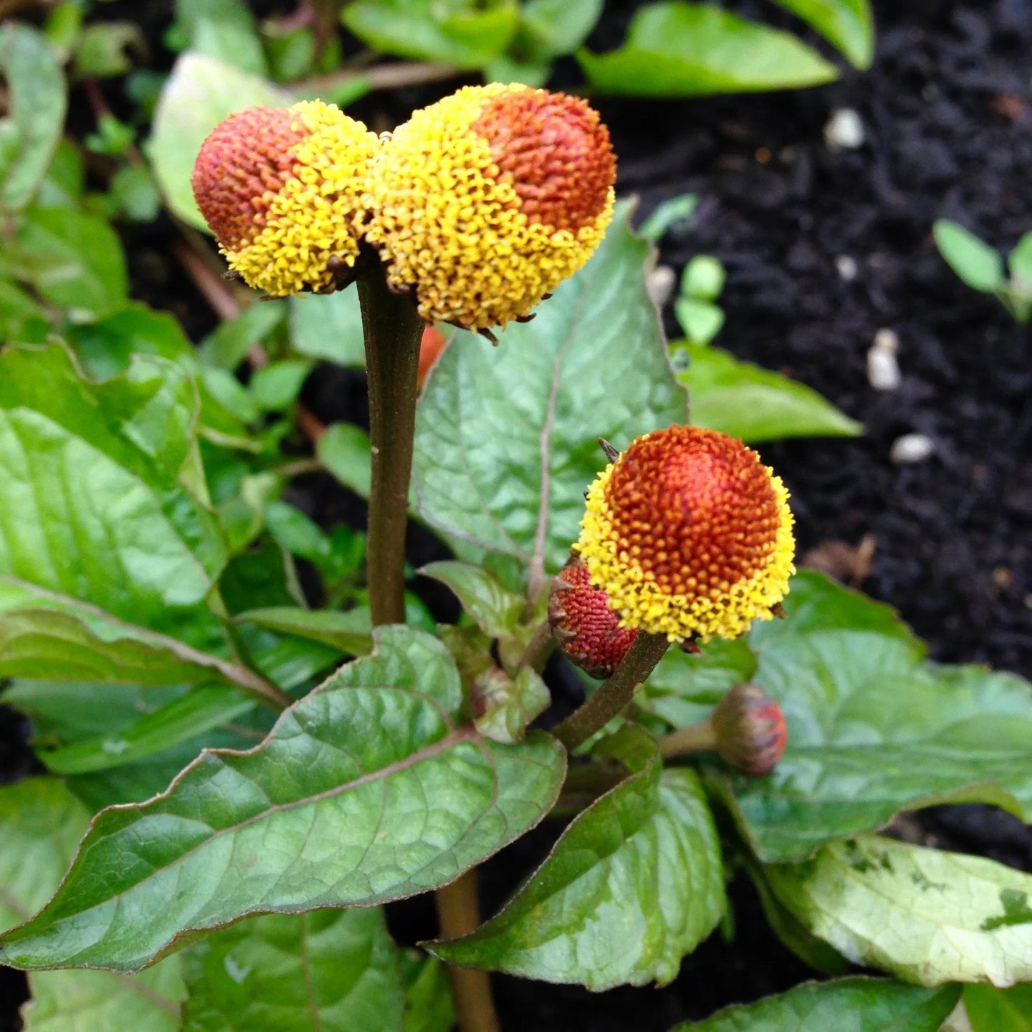 Spilanthes Oleracea Flower seeds for Planting Sun Loving Heirloom & GMO Free Seeds for Home Garden