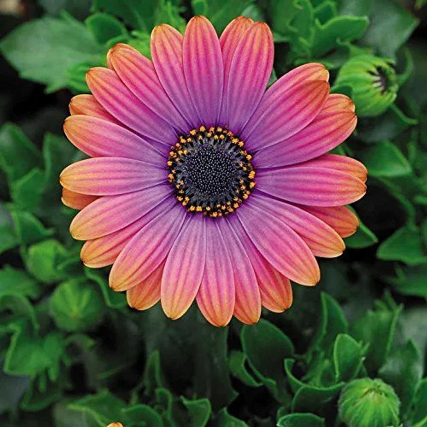 Orange and Blue William Osteospermum Flower seeds for Planting Bright Blooms Heirloom & GMO Free Seeds for Home Garden