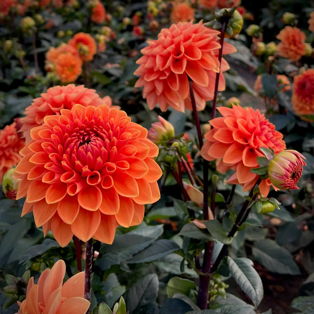 Orange Dahlia Flower Seeds for Planting
