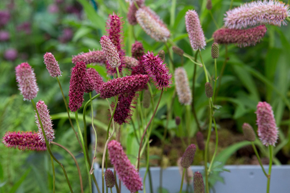Menzies Burnet Flower seeds for Planting Colorful Display Heirloom & GMO Free Seeds for Home Garden