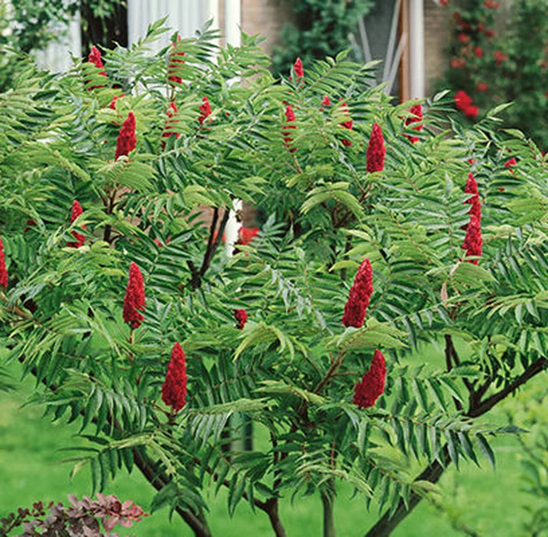 Vinegar Tree Planting - Seed for Thriving Growth in Your Garden